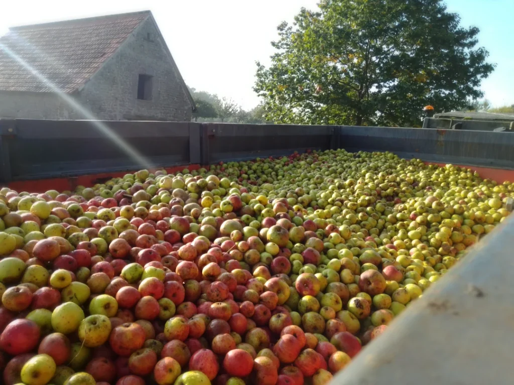 Benne remplie de pommes du verger.
