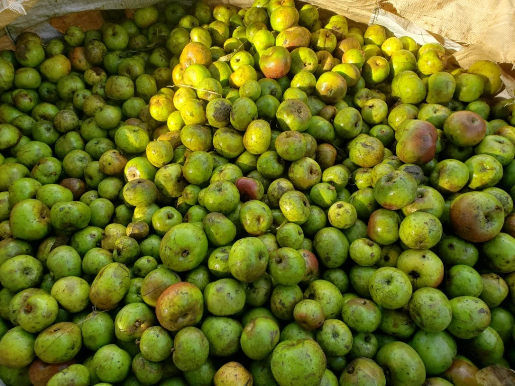 Des pommes dans un grand contenant.